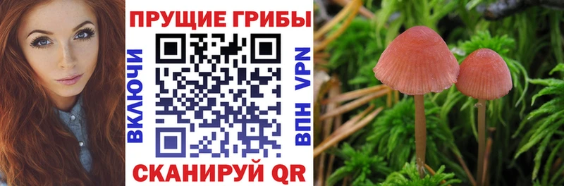 наркошоп  Жуковский  Псилоцибиновые грибы ЛСД 